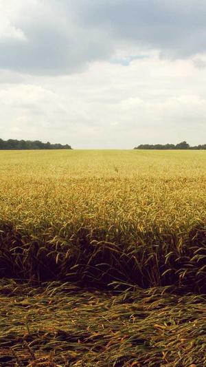 黑料福利社截图4