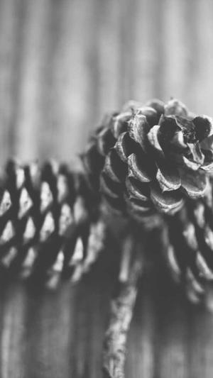 怀孕初期可吃哈密瓜吗截图3