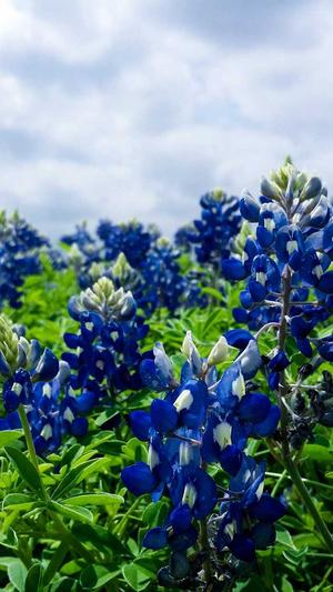 吃中药能吃哈密瓜吗截图2