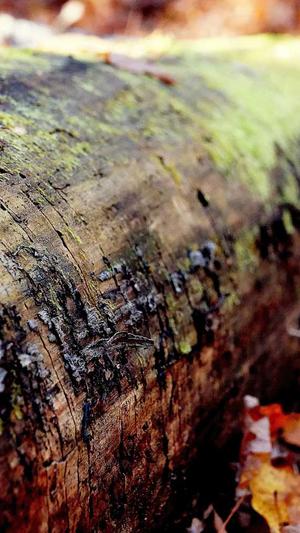 冲哥黑料cg1截图1