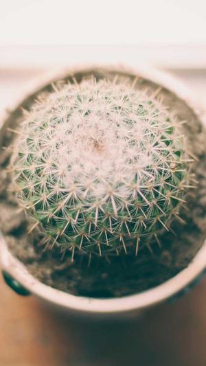 抖音奶片的瓜在哪里吃截图4