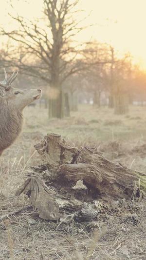 孕期吃哈密瓜截图1
