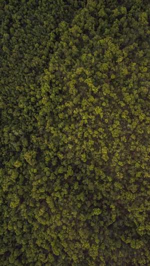 哈密瓜小孩可以吃吗截图3